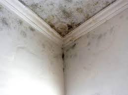 Indialantic, FL Mold Prevention & Removal  Company