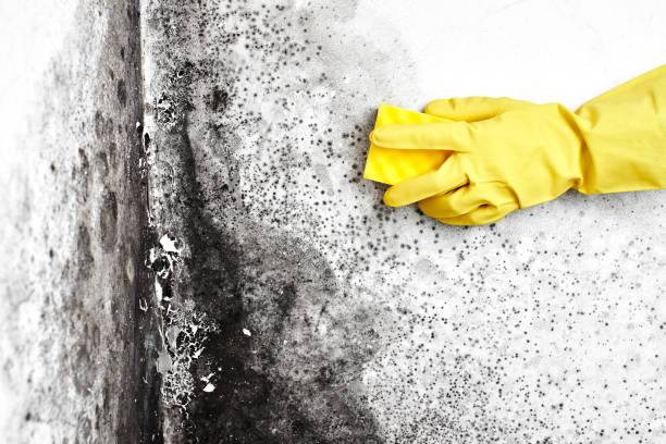 Biohazard Mold Removal in Indialantic, FL